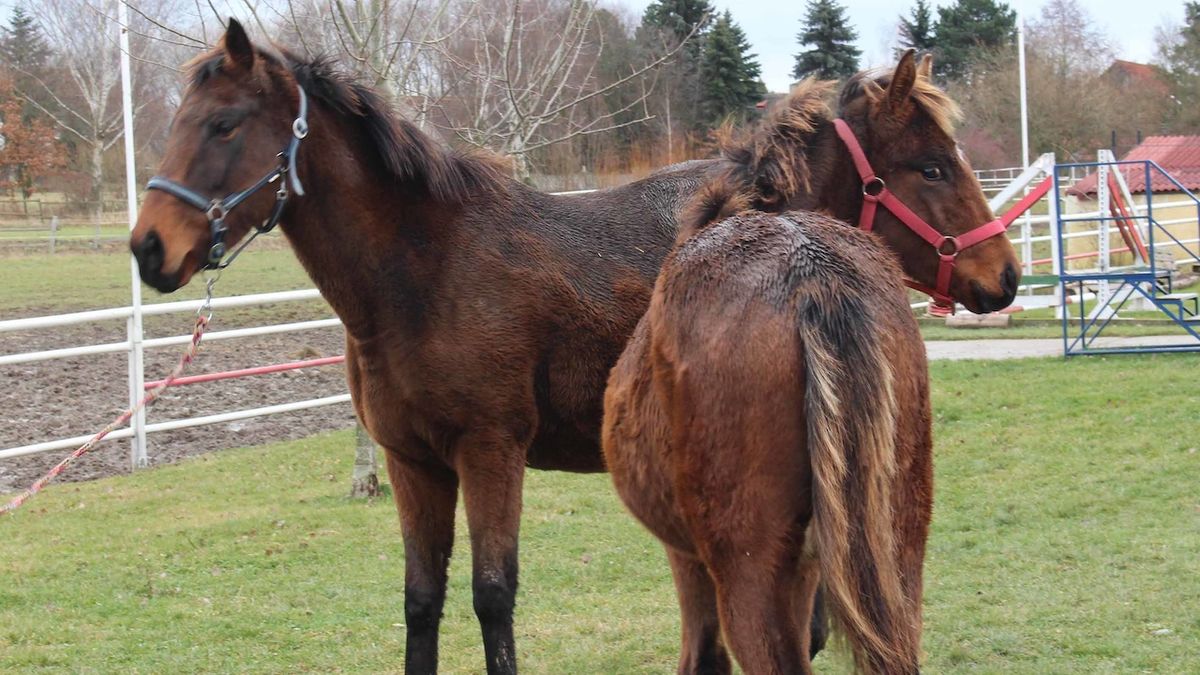 Na parkurové soutěži na Pardubicku zemřela jezdkyně, šlápl na ni kůň
